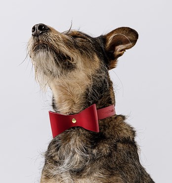 Brocky Leather Dog Bow Collar Image