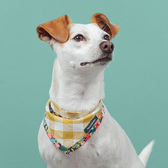 Pure Linen Dog Cravats