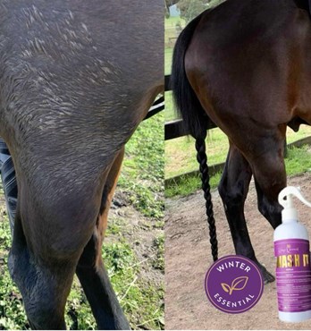 Horse Queened Swash It Image