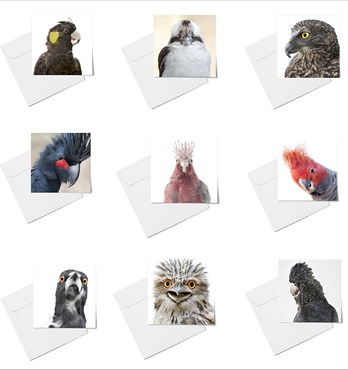 Bird Greeting cards Image