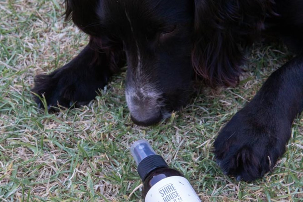 Lavender Water for Dogs