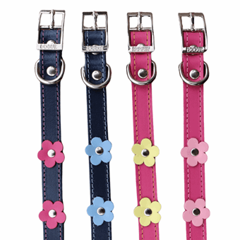 DOGUE Flower Pop Collection 