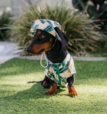 Dog Bucket Hats Image