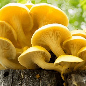 Yellow Oyster | Pleurotus citrinopileatus | Mushroom Grow Kit- Spray and Grow – 3kg