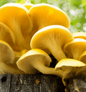 Yellow Oyster | Pleurotus citrinopileatus | Mushroom Grow Kit- Spray and Grow – 3kg Image
