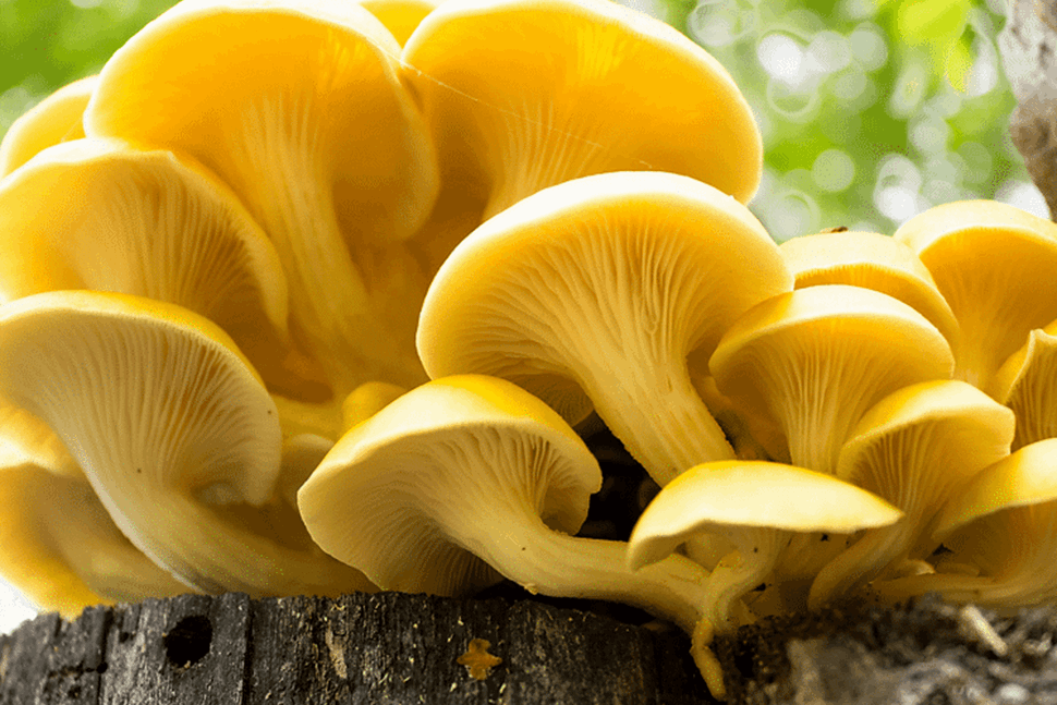 Yellow Oyster | Pleurotus citrinopileatus | Mushroom Grow Kit- Spray and Grow – 3kg