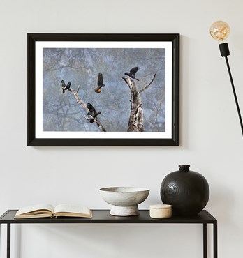Bird photographic fine art prints Image