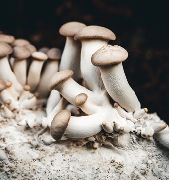 King Oyster | Pleurotus eryngii | Mushroom Grow Kit- Spray and Grow – 3kg Image