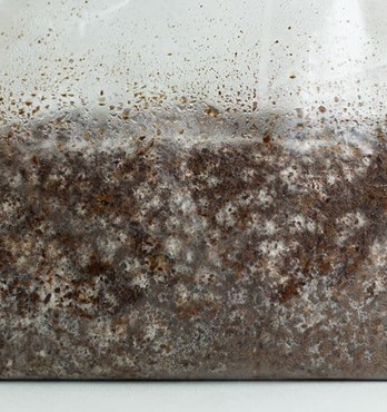 Lion’s Mane  | (Hericium erinaceus) | Mushroom Grow Kit- Spray and Grow – 3kg Image