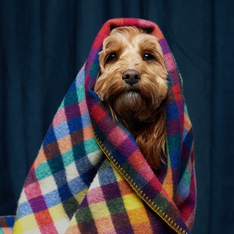 Patty Pure Wool Dog Blankets
