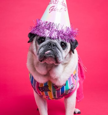 Pugs n Stripes Pink Dress Image