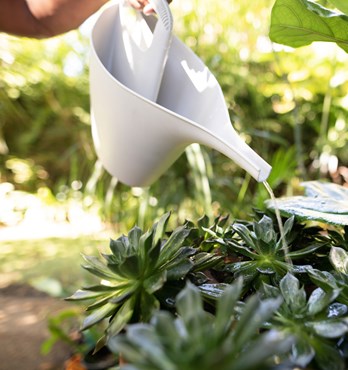 Holman ECO Watering Cans Image
