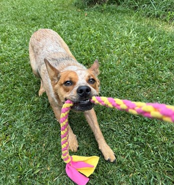 Byron & Co Fleece Tug toy Image