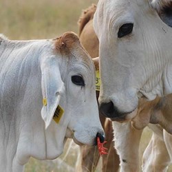 EasyWean calf weaning device