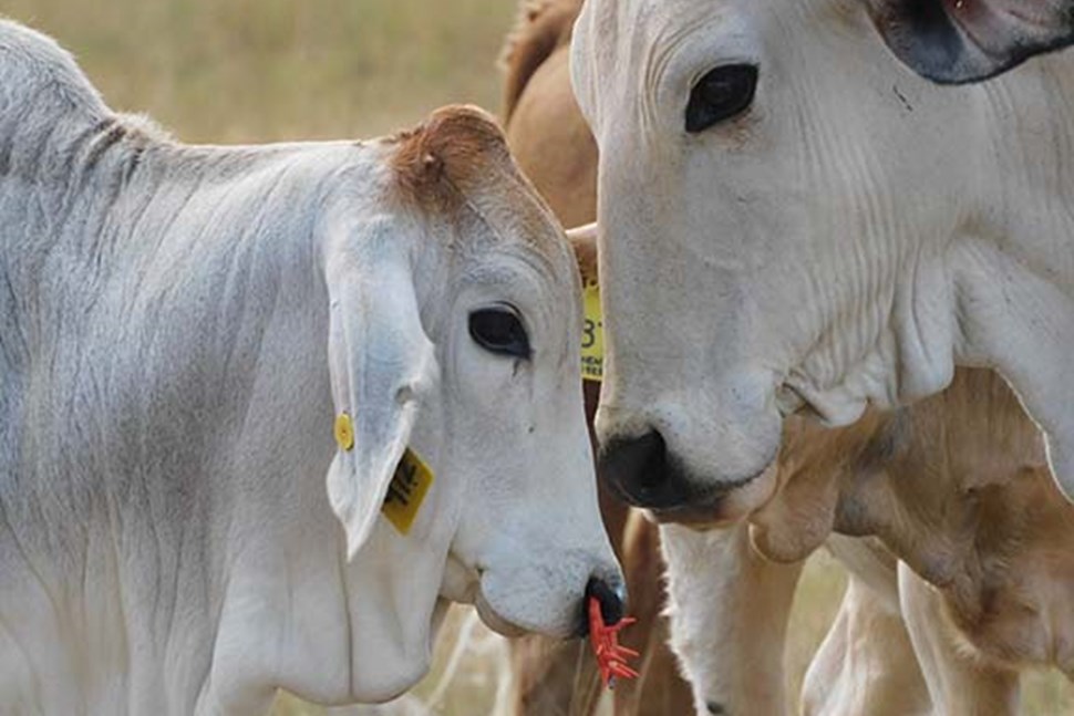 EasyWean calf weaning device