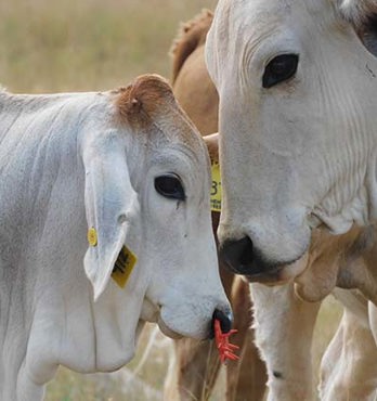 EasyWean calf weaning device Image