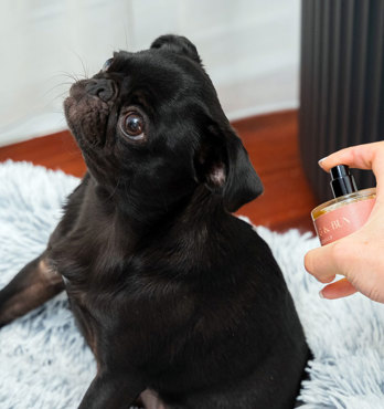 Dog Fragrance Image