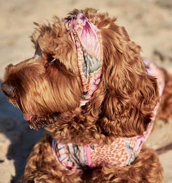 Dog Headbands Image