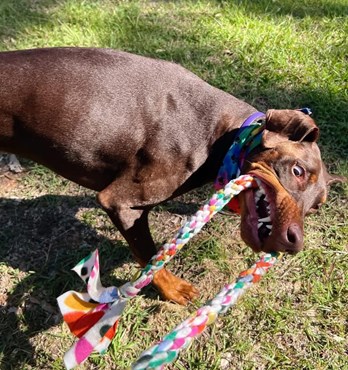 Byron & Co Fleece Tug toy Image