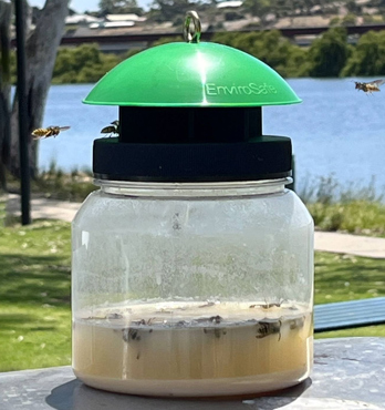 EnviroSafe European Wasp Attractant 3 Pack Image