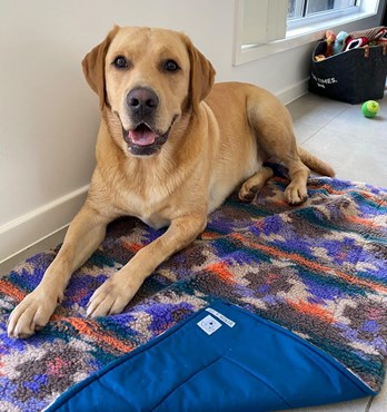 Byron & Co Dog Place Training Mats Image