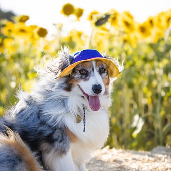 Matching Dog + Owner Bucket hats