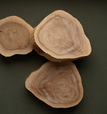 Indian sandalwood (Santalum Album) Logs Image