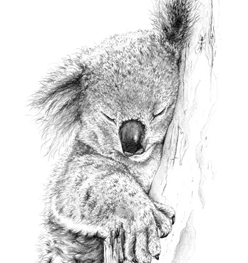 Booklet Set of 10 Postcards - Featuring Sketches of Australian Native Wildlife by Natalie Jane Parker Image