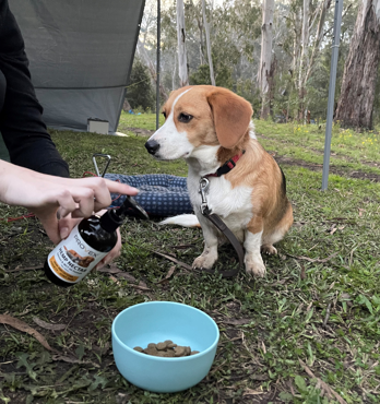 Hemp Nectar - Australian Fish & MCT Oil Formula  Image