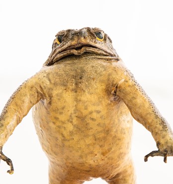 Taxidermy Cane Toads Image