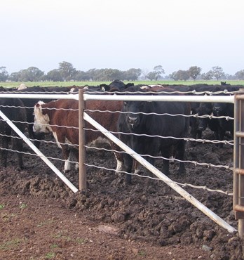 Staytight Cattle Cable Image