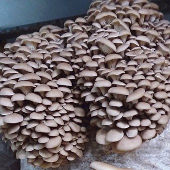 Princess of Pearl Oyster | Pleurotus ostreatus | Mushroom Grow Kit- Spray and Grow – 3kg