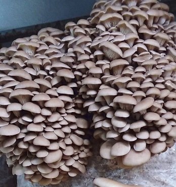 Princess of Pearl Oyster | Pleurotus ostreatus | Mushroom Grow Kit- Spray and Grow – 3kg Image