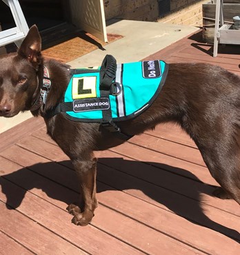 Assistance / Therapy Dog Vests Image