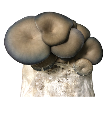 Mushroom Growing Kit Image