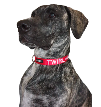 Custom ID Dog Collars Image
