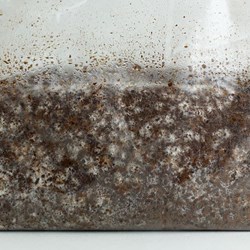 Warm White Oyster | Pleurotus ostreatus | Mushroom Grow Kit- Spray and Grow – 3kg