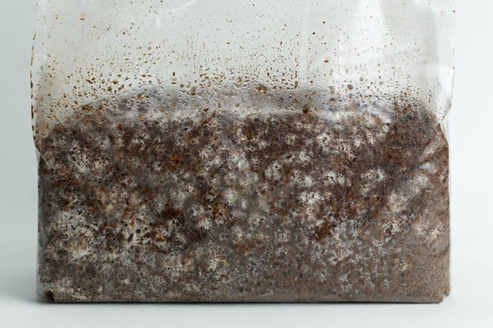 Warm White Oyster | Pleurotus ostreatus | Mushroom Grow Kit- Spray and Grow – 3kg