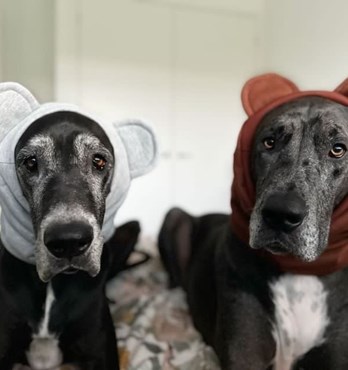 Dog Snoods + Bandanas Image