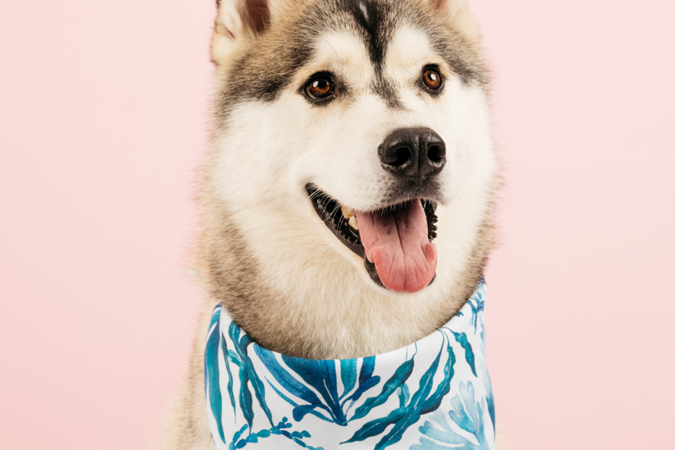 Dog Bandanas