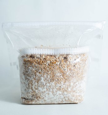Grain Spawn for growing mushrooms 1kg Image