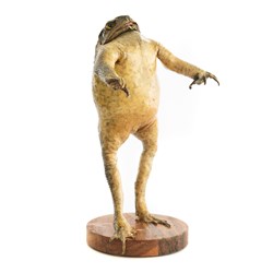 Taxidermy Cane Toads