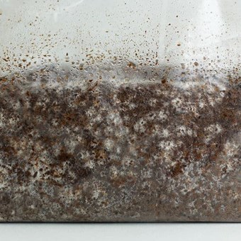 Snow White Oyster | Pleurotus ostreatus | Mushroom Grow Kit- Spray and Grow – 3kg