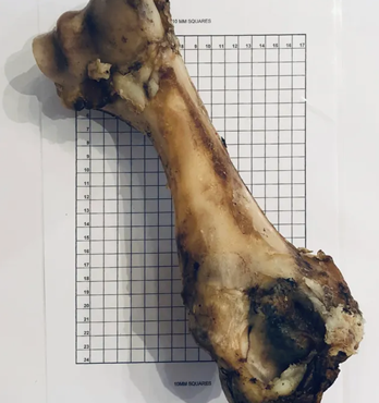Large Beef Bone Dried Image