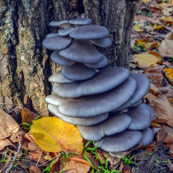 Blue Shimeji | Pleurotus ostreatus | Mushroom Grow Kit- Spray and Grow – 3kg