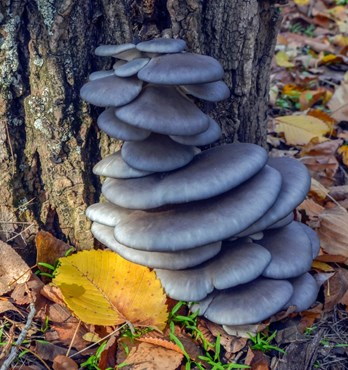 Blue Shimeji | Pleurotus ostreatus | Mushroom Grow Kit- Spray and Grow – 3kg Image