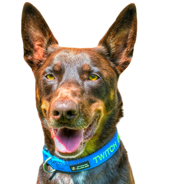 Custom Persionalised Dog Collars Image