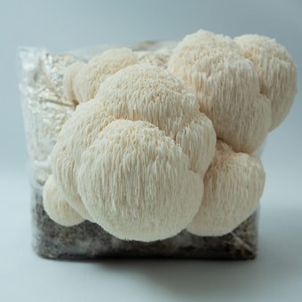 Lion’s Mane  | (Hericium erinaceus) | Mushroom Grow Kit- Spray and Grow – 3kg