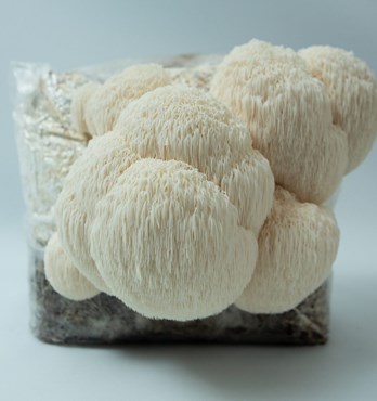 Lion’s Mane  | (Hericium erinaceus) | Mushroom Grow Kit- Spray and Grow – 3kg Image