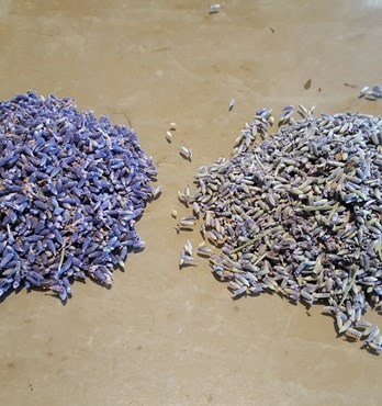 Lavender flowerbuds, dried. Both Lavandin and Lavandula angustifolia available Image